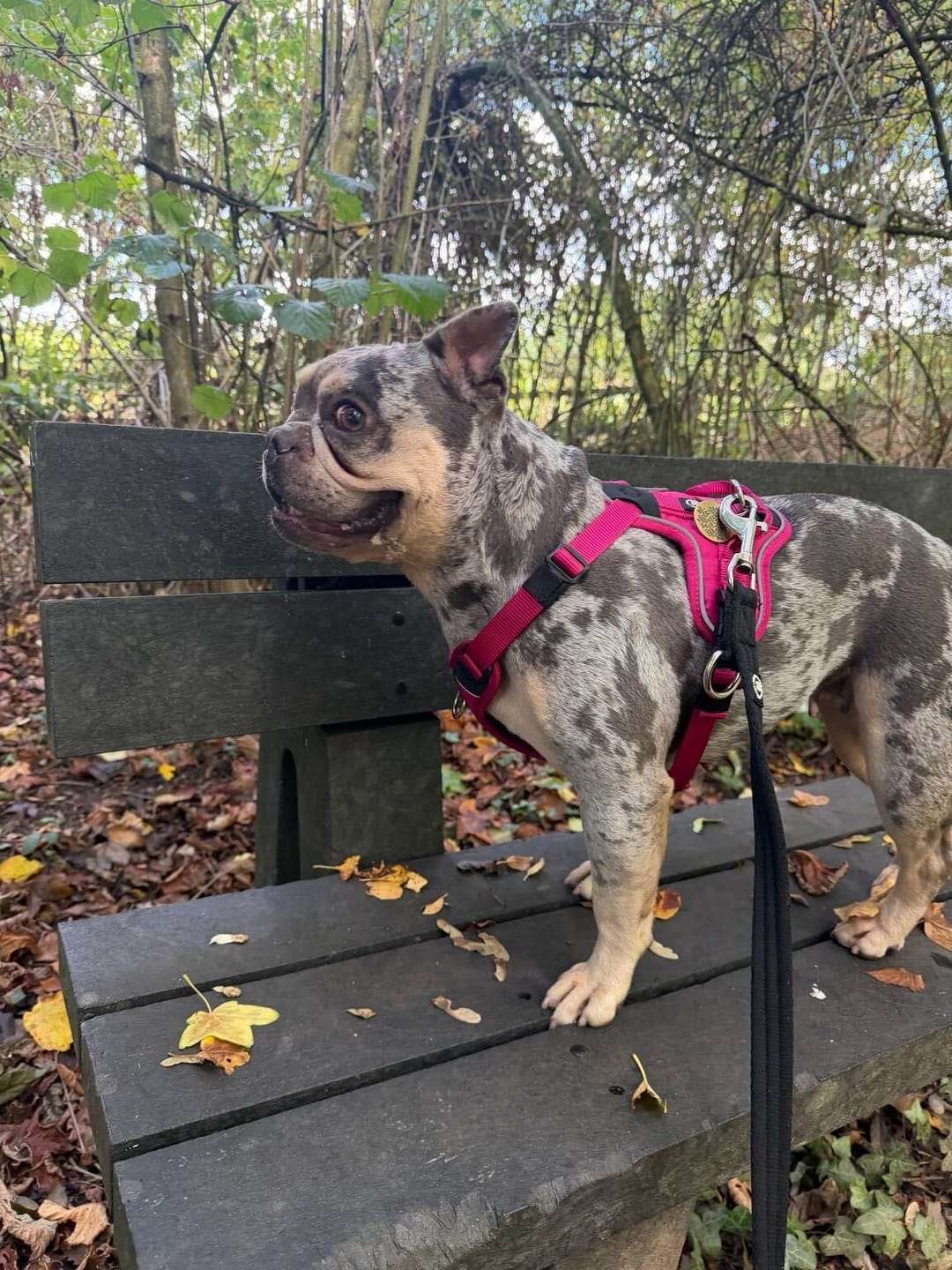 Customer photo review of Anti Pull Hurricane Harness Lighter | With Handle - Carminerose