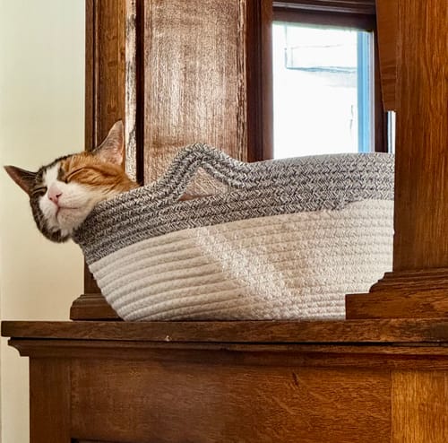 Customer's cat sleeping comfortably inside a white and grey rope Instinct Basket on a wooden surface.