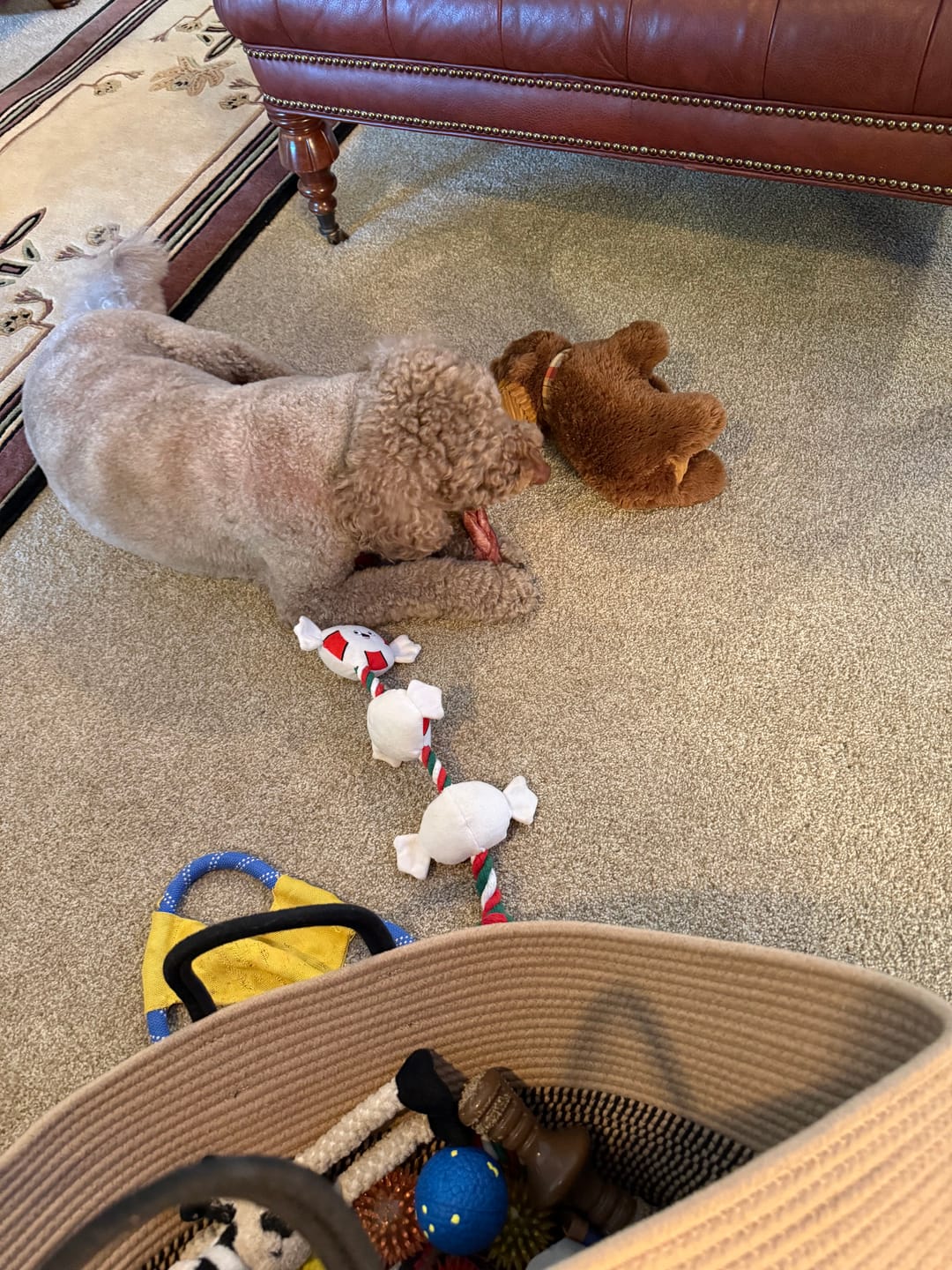 Customer photo review of 12 Inch Braided Bully Sticks