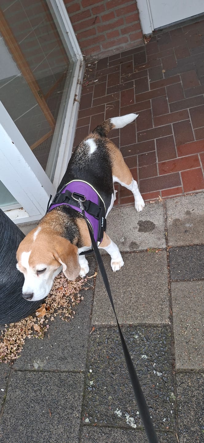 Customer photo review of PawGuard - Gepersonaliseerd Hondentuigje