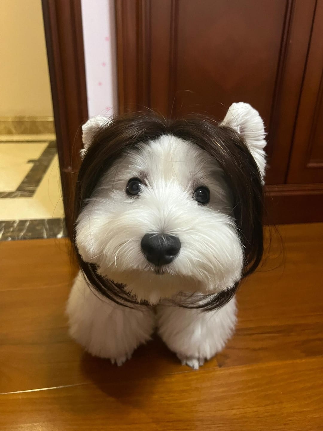 Customer photo review of Funny Pet Wig Costume Collection