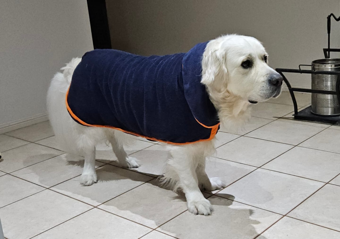 Customer photo review of The Dry & Cosy Dog Coat