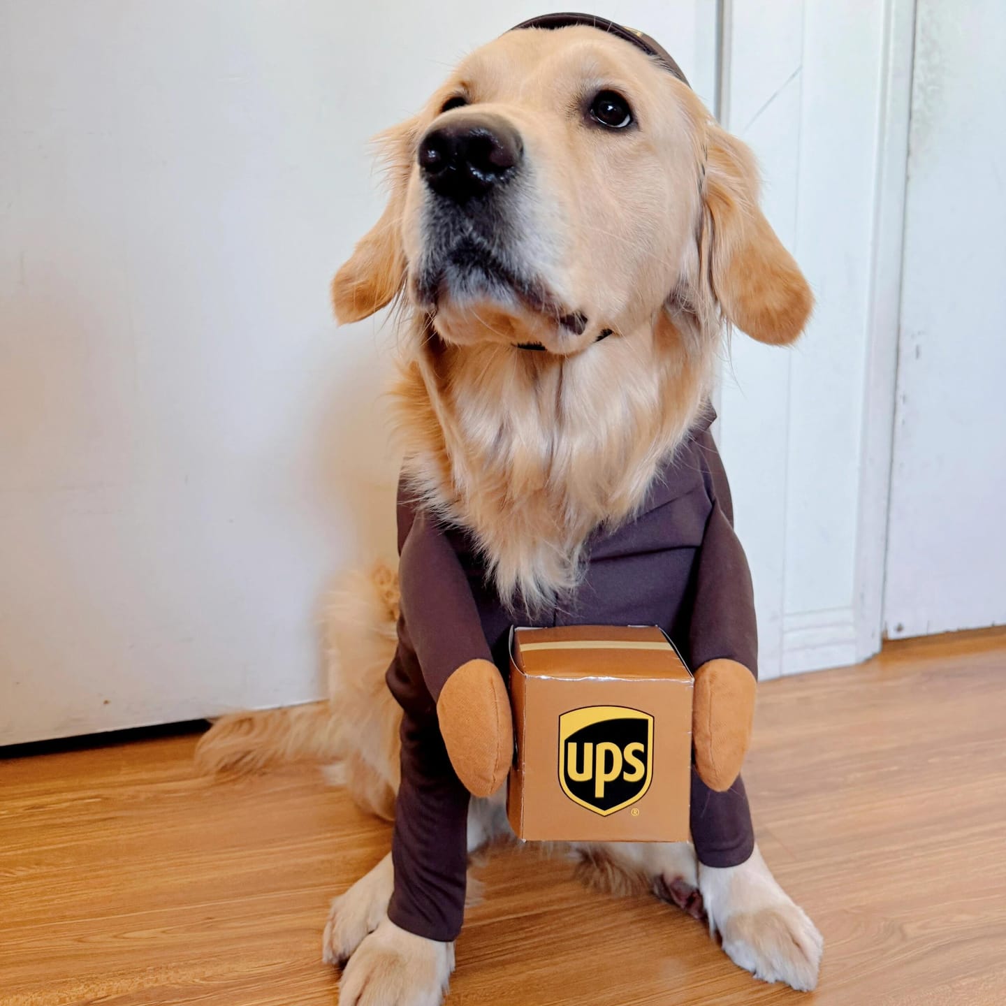 Customer photo review of UPS costume