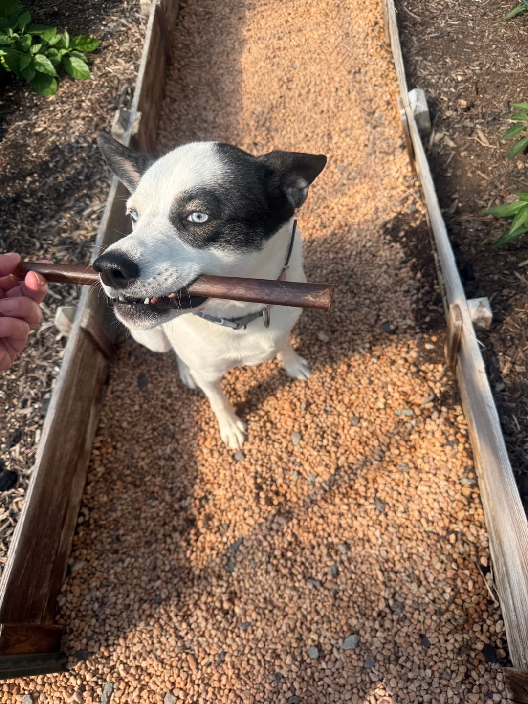 Customer photo review of 12-inch MONSTER Braided Bully Stick