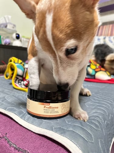 Customer's small dog sniffing the ProBiome狗狗益生菌軟粒瓶蓋，放在藍色毯子上。