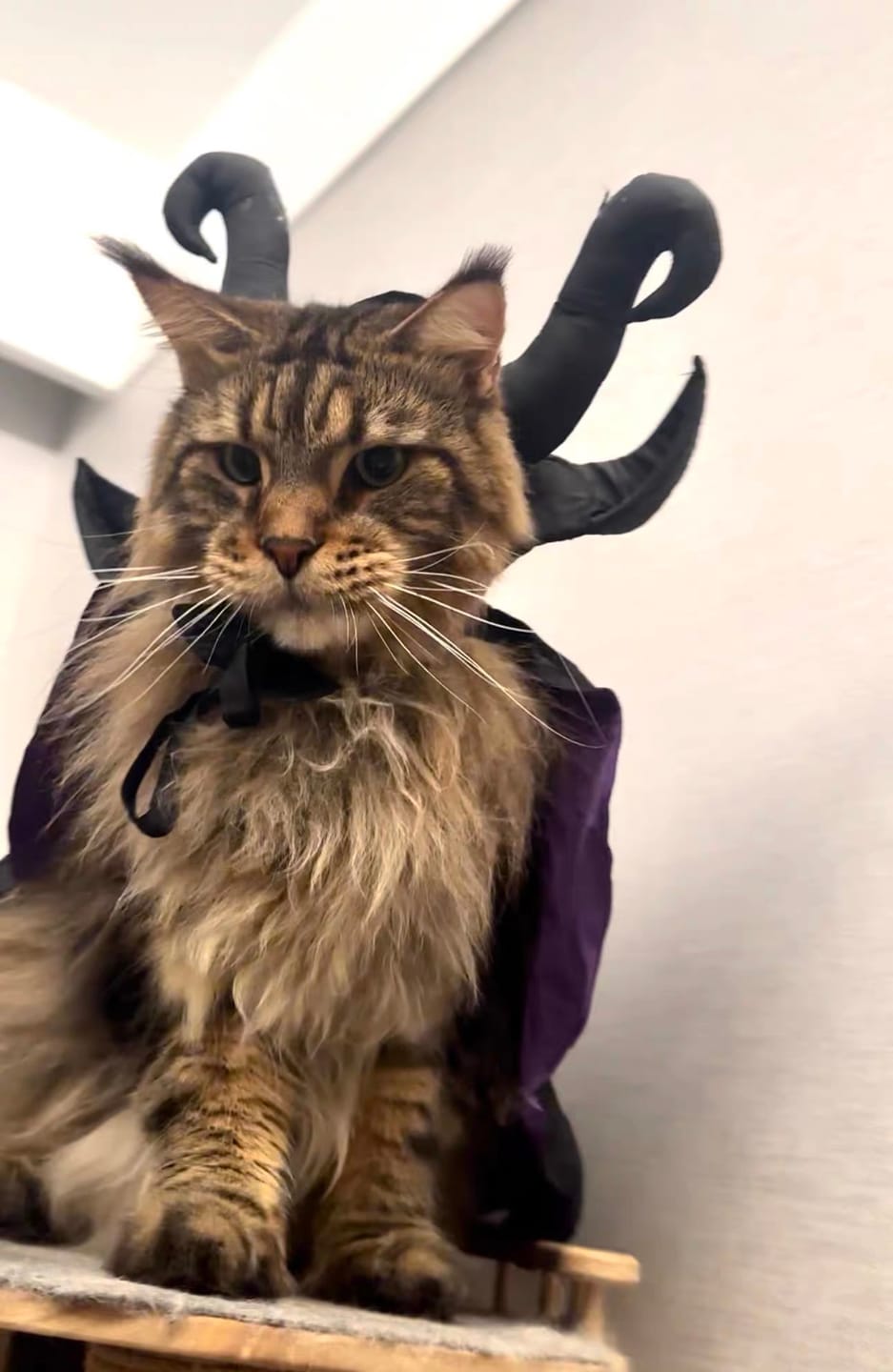 Customer photo review of Enchanting Witch Halloween Costume