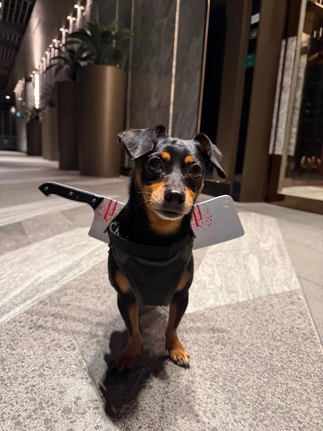 Customer photo review of Spooky Killer Knife Dog Costume