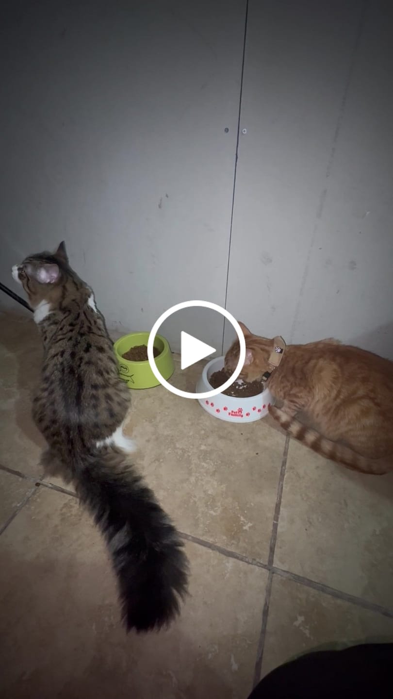 Customer video review of Plato para Perros PetFamily