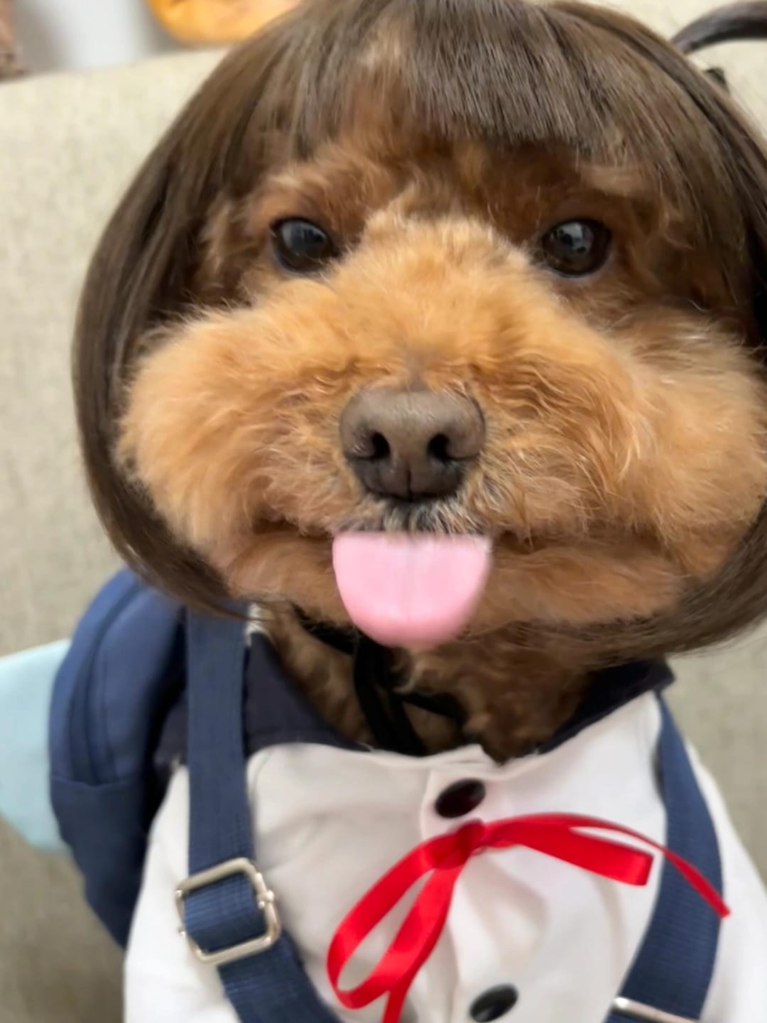 Customer photo review of Funny Pet Wig Costume Collection