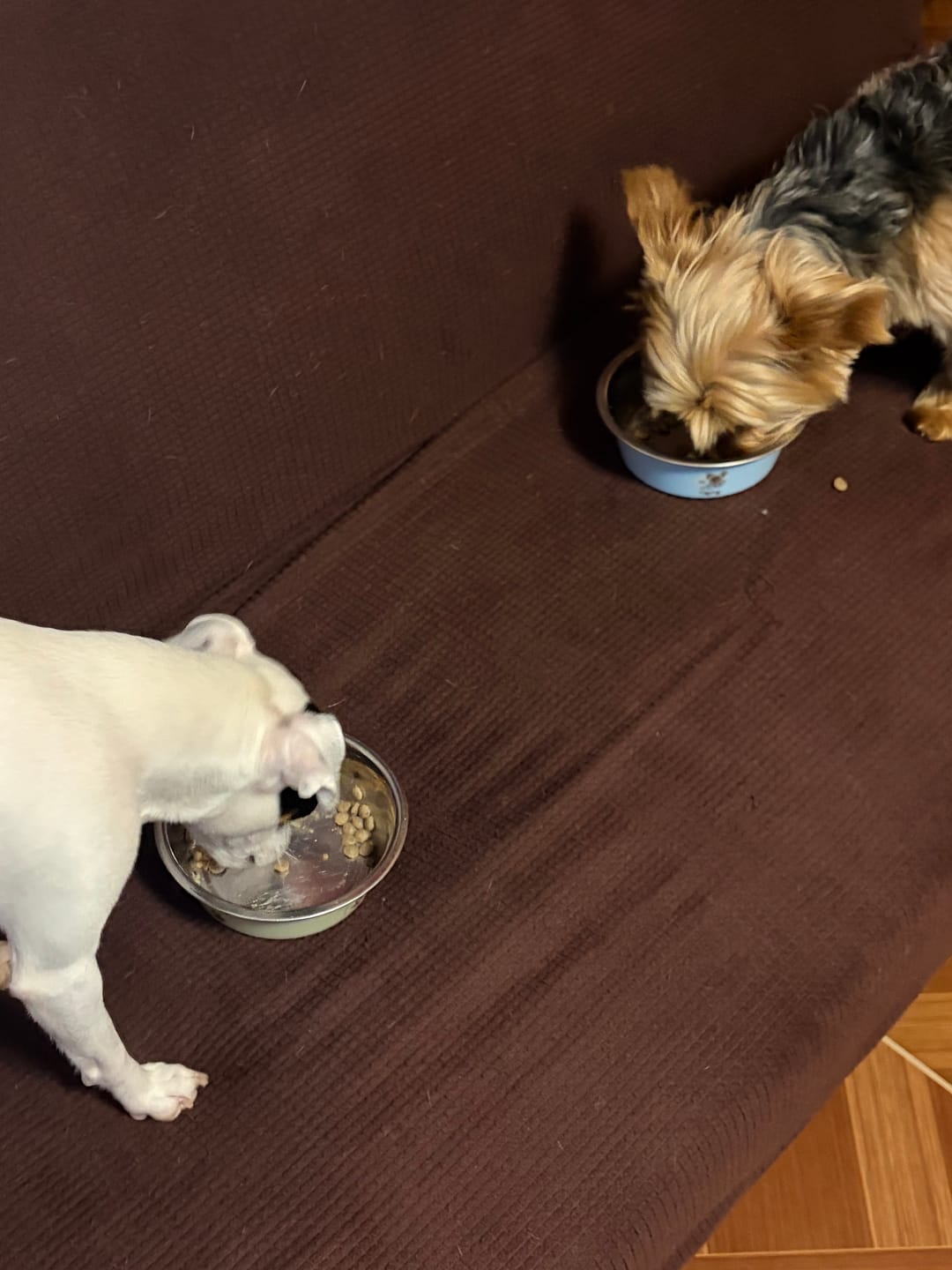 Customer photo review of PetFamily Foods Razas Pequeñas