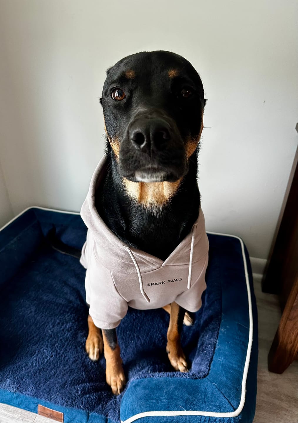 Customer photo review of Essential Dog Hoodie - Clay