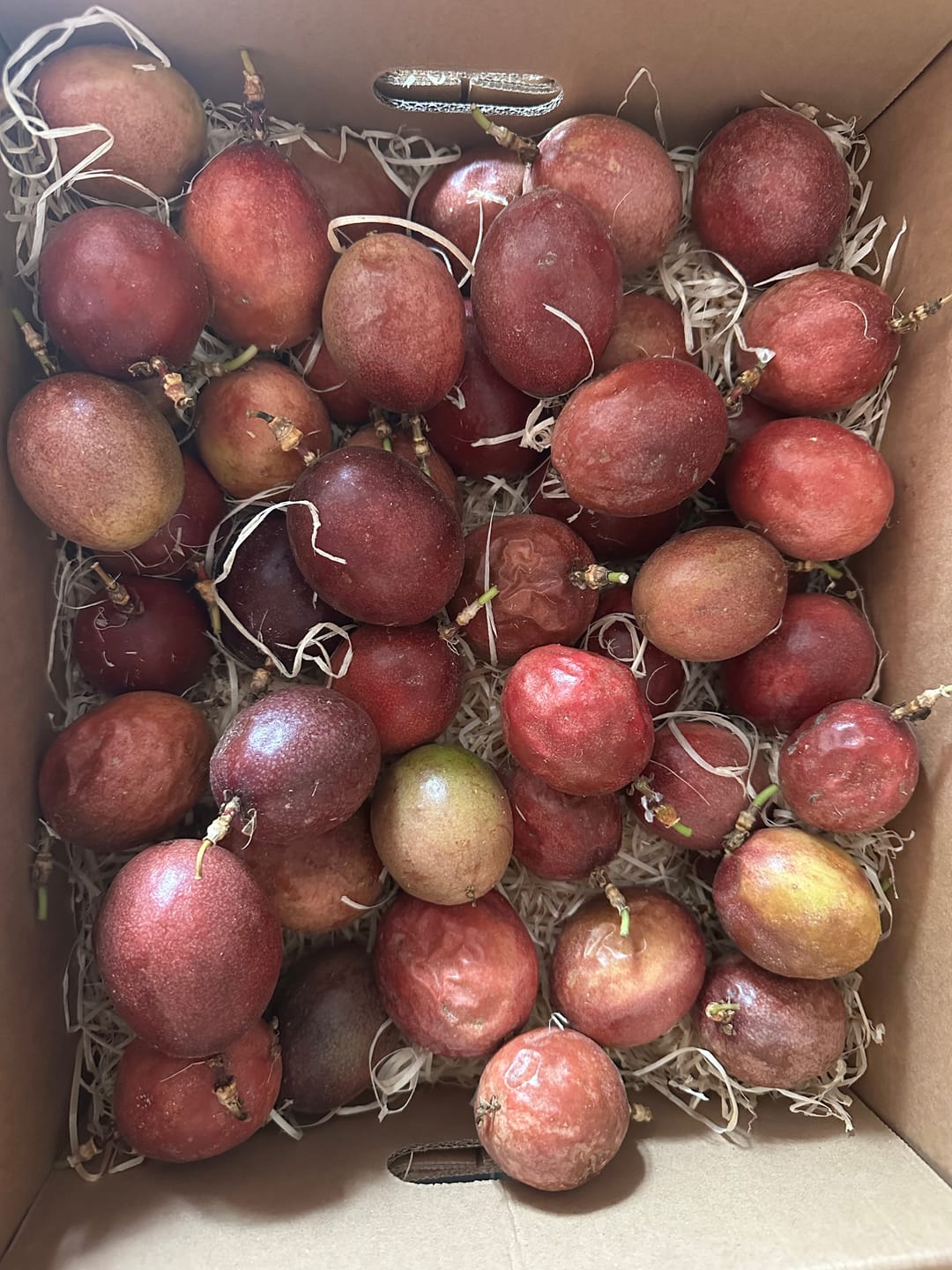 Customer photo review of Passionsfrüchte Bio von Salvador Retteraktion %