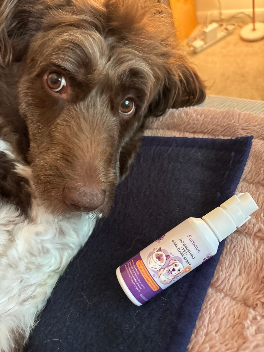 Customer photo review of Dental Pet Spray by Furaqua || Veterinarian Recommended 🏆