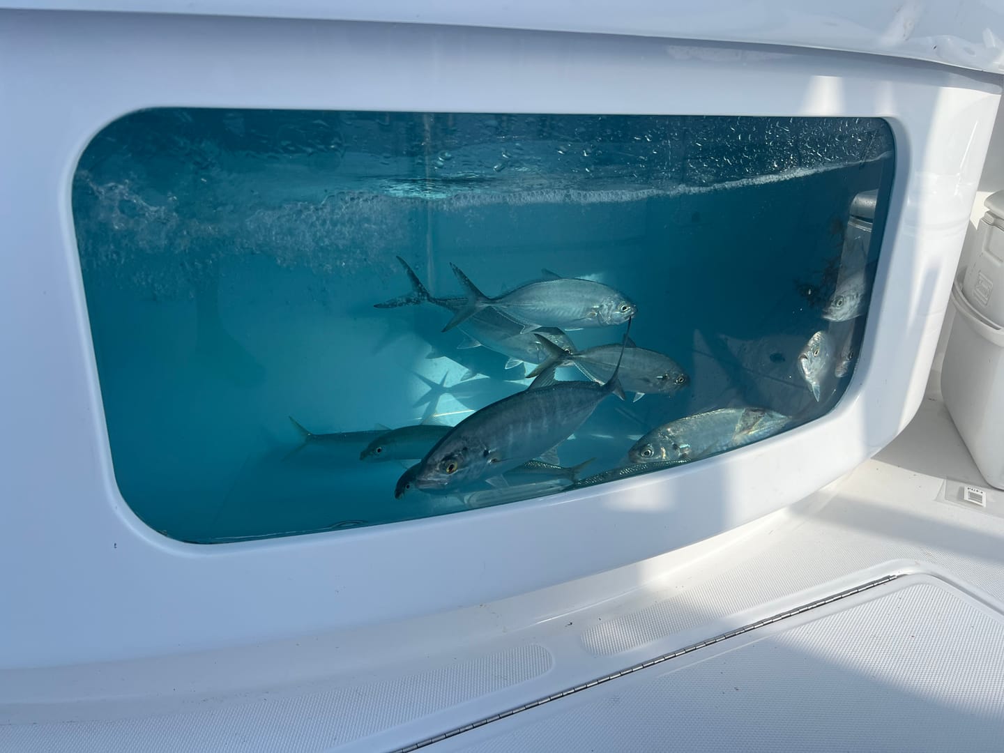Customer photo review of RGF Pro Series Fluorocarbon Bait Rig