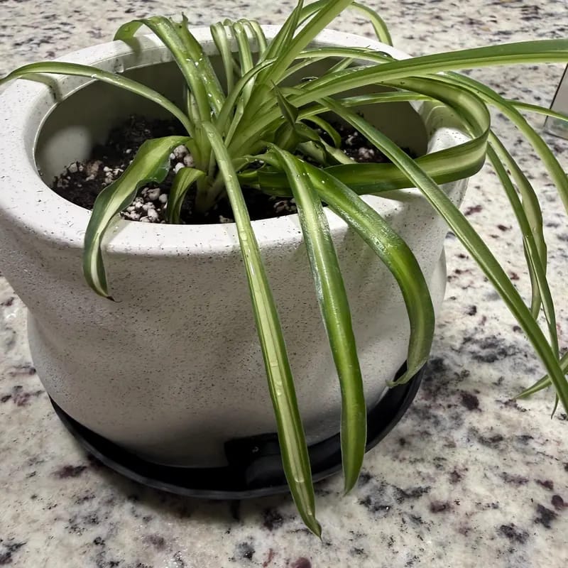 Customer photo review of Variegated Spider Plant in a 2" Grow Pot – Chlorophytum Comosum – Live Air Purifying Plant - Low Light Indoor Houseplant – Easy Care Tropical Plant