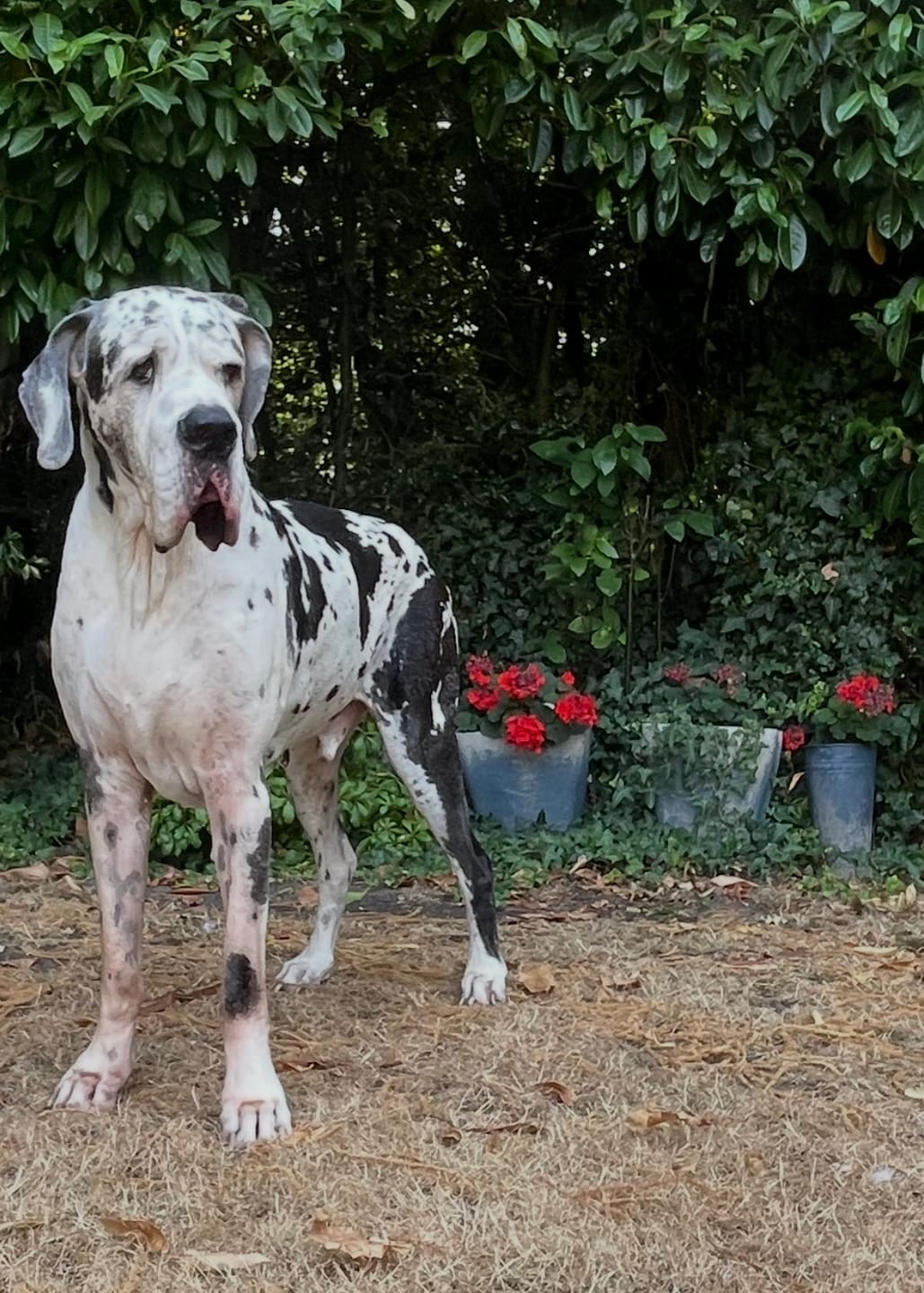 Customer photo review of Baby Fresh Dog Shampoo