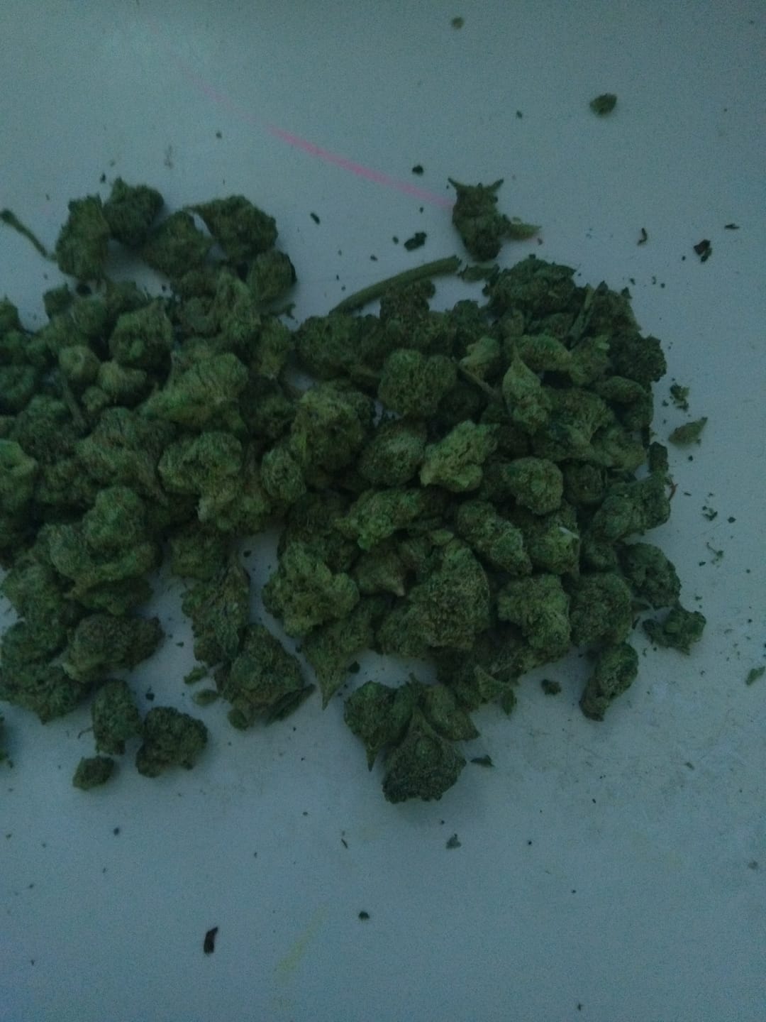 Customer photo review of Pink Runtz Minis - Bulk Minis - Hybrid