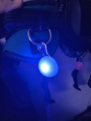 Customer photo review of GlowTag — LED Safety Light Pendant for Dog Collars
