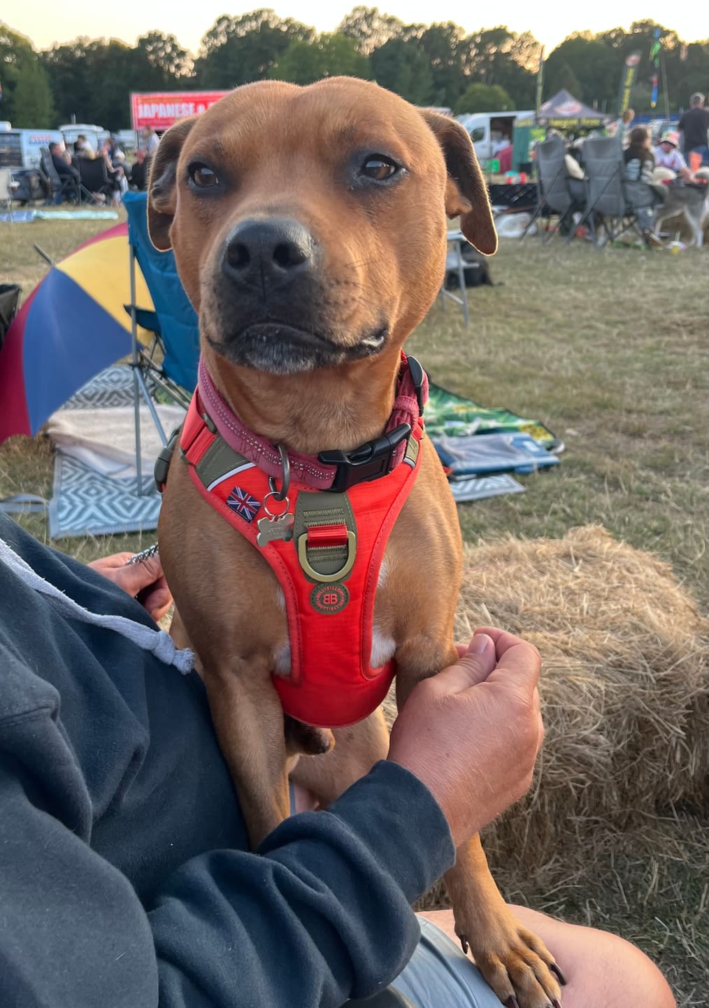 Customer photo review of Anti Pull Hurricane Harness Lighter | With Handle - Burnt Orange X Khaki