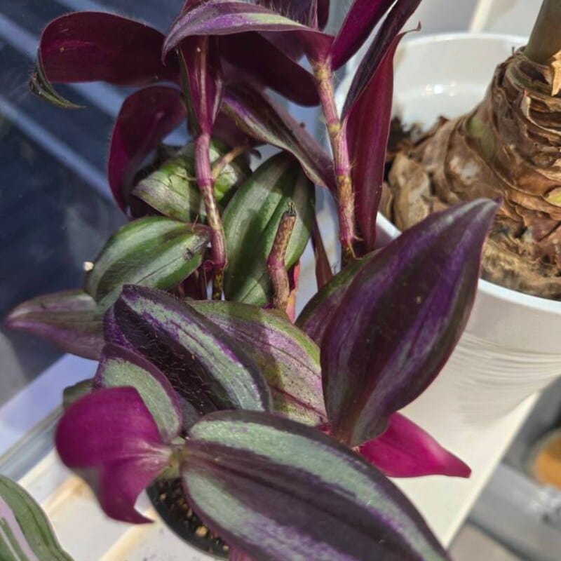 Customer photo review of Purple Wandering Jew in 4” Nursery Pot - Purple Tradescantia Plant - Low Light Houseplant - Pet Friendly Plant - Easy Indoor Plant