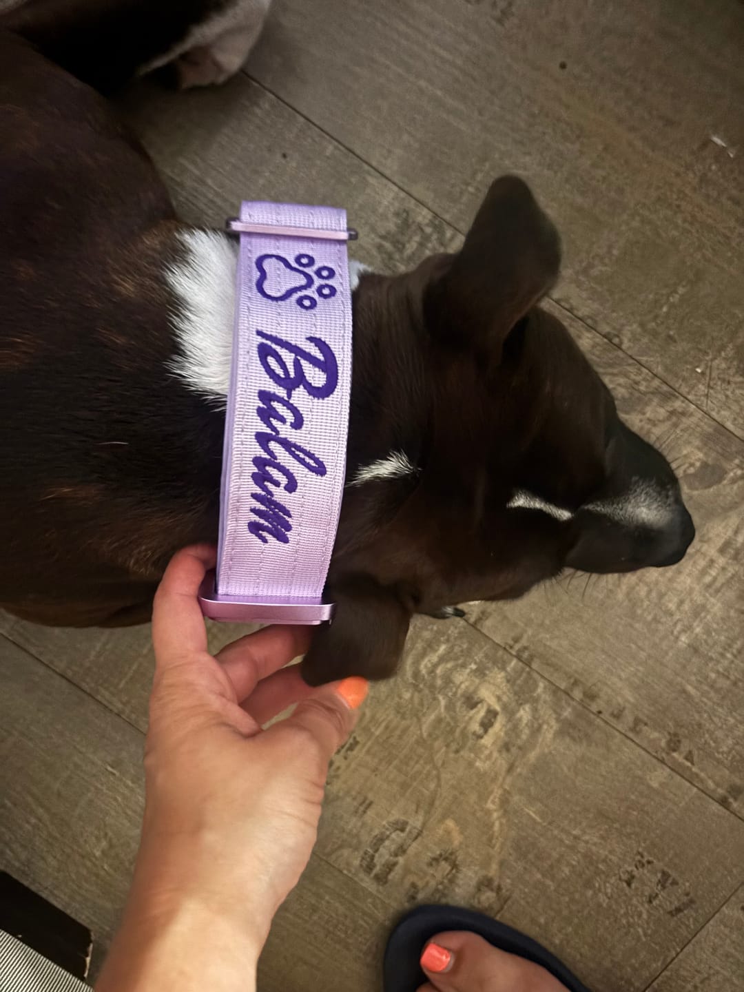 Customer photo review of 4cm Lighter Combat® Collar | With Handle & Secure Clip - Lavender X Ube