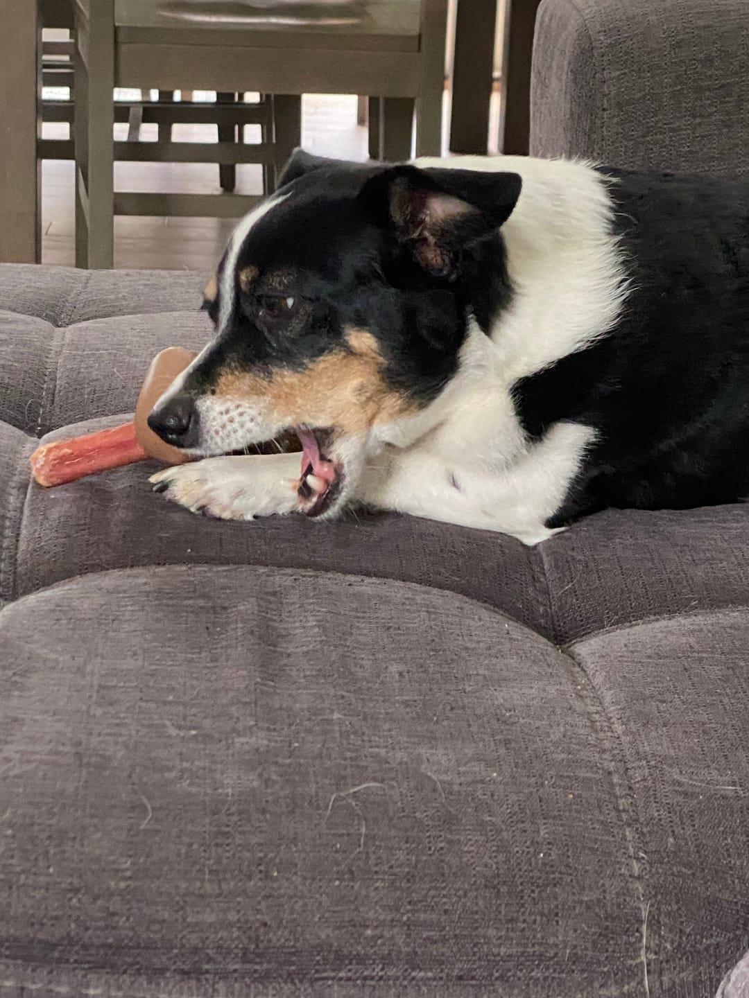 Customer photo review of 6 Inch Standard Bully Stick