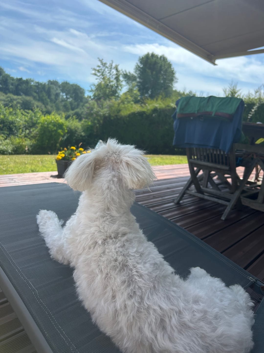 Customer photo review of Friandises Hygiène Dentaire - Chien
