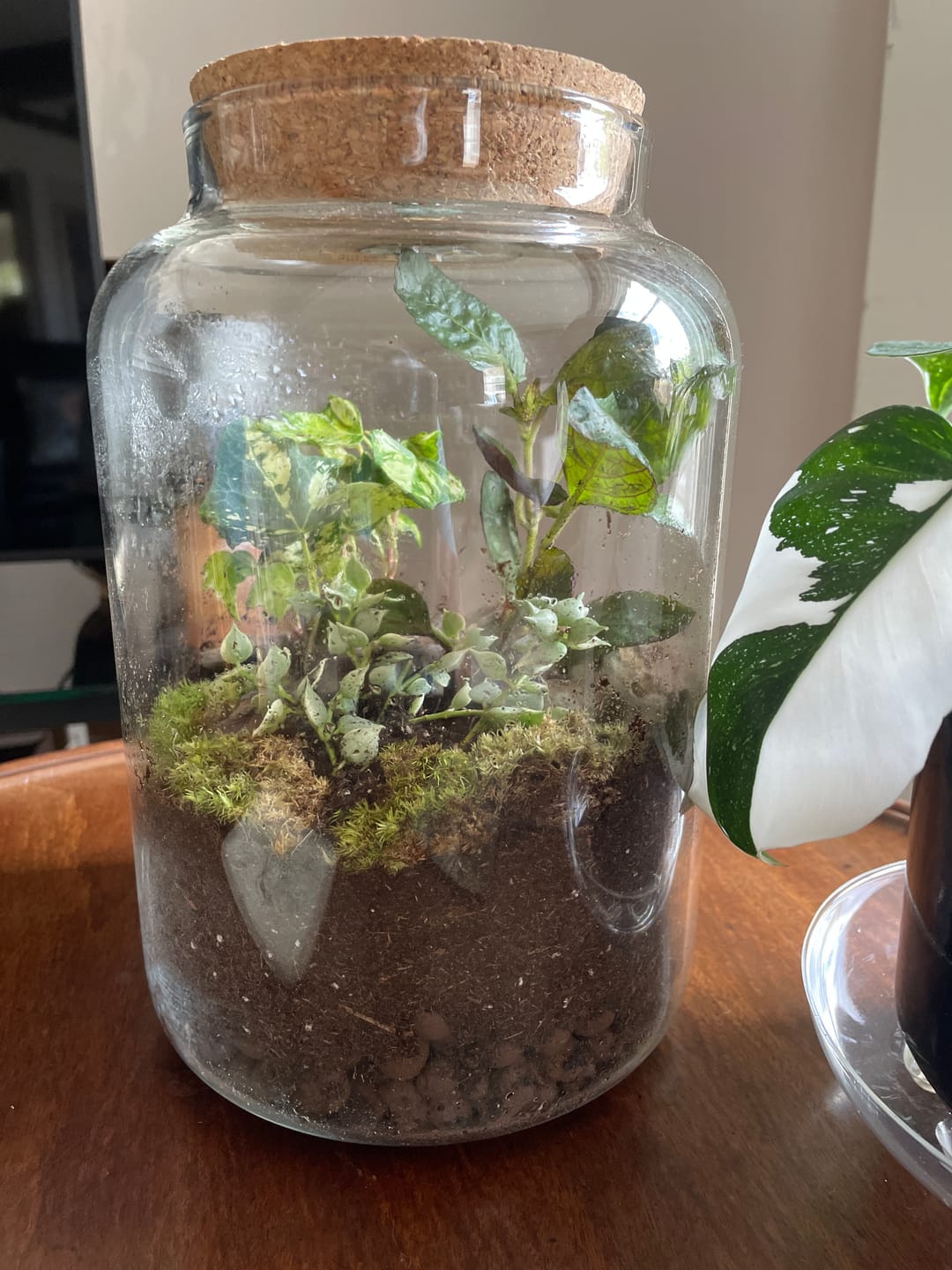Customer photo review of Light Up Terrarium Kit
