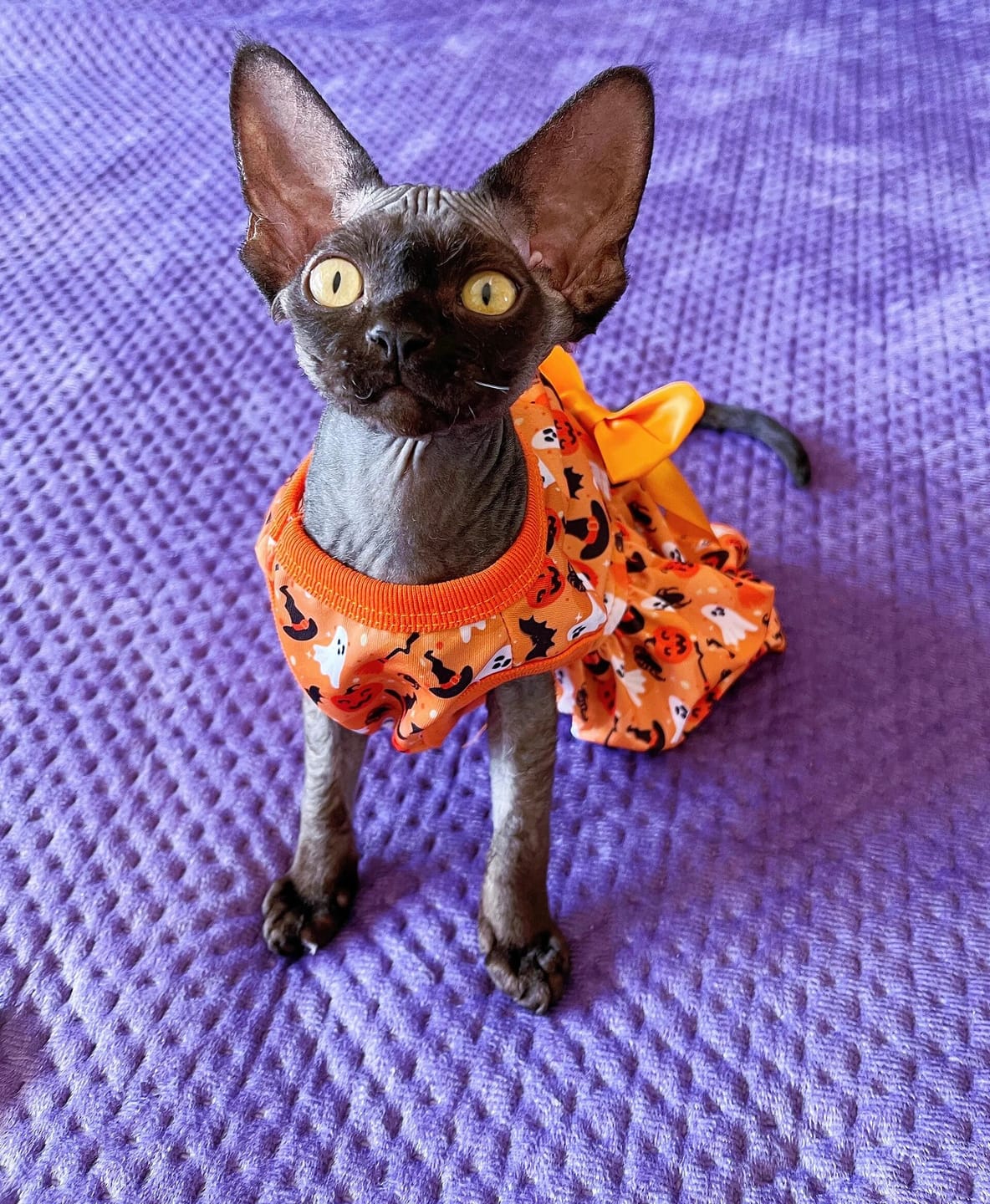 Customer photo review of Pumpkin Dress Halloween Costume