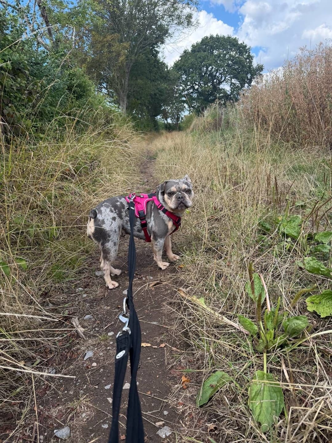 Customer photo review of Training Double Ended Dog Lead | 2m Length -  Black