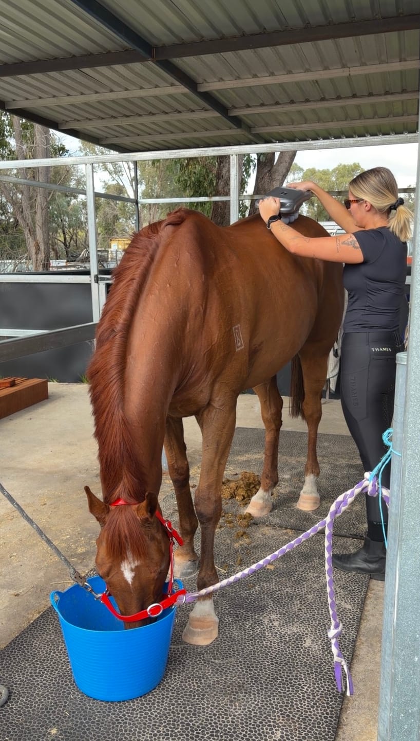 Customer photo review of HorseHalo™ 8 Heads Red Light Massage Gun