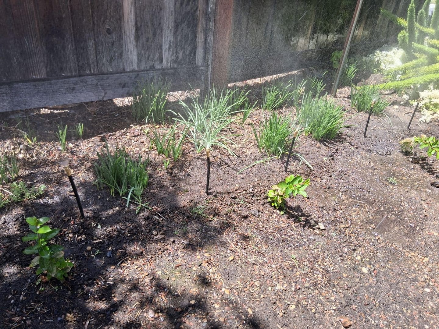 Customer photo review of HydraMist - 360 Flexible Garden Irrigation Kit