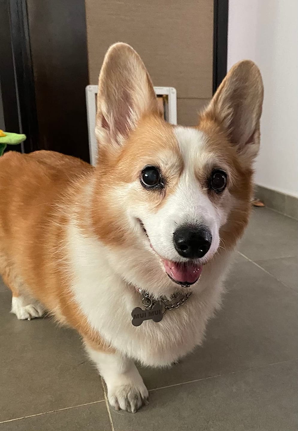 Customer photo review of Fórmula Veterinaria Natural para Eliminar Hongos en Perros.
