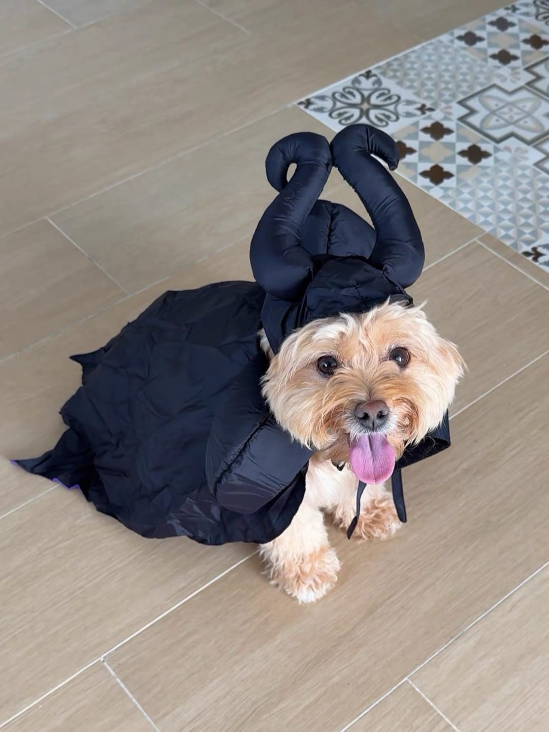 Customer photo review of Enchanting Witch Halloween Costume