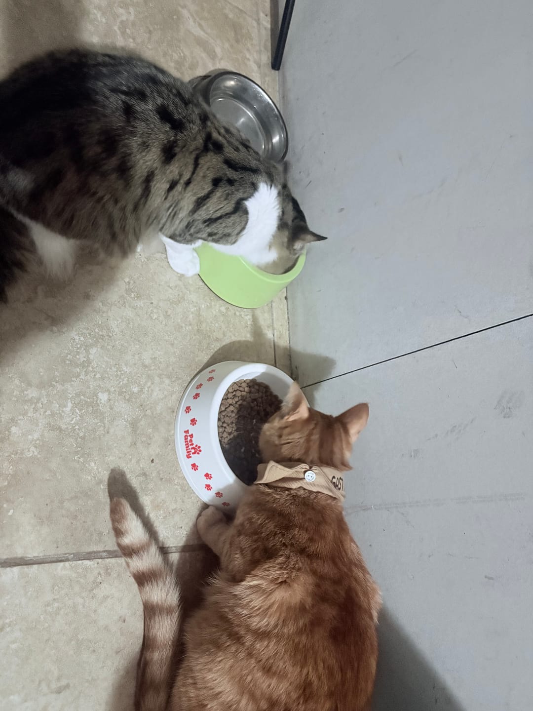 Customer photo review of PetFamily Foods Gato Pollo-Salmón