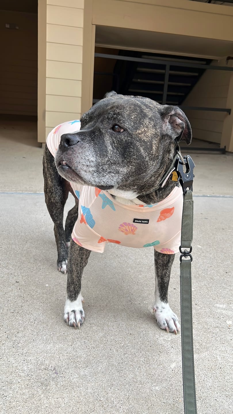 Customer photo review of Sunblock Dog T-Shirt - Seashell