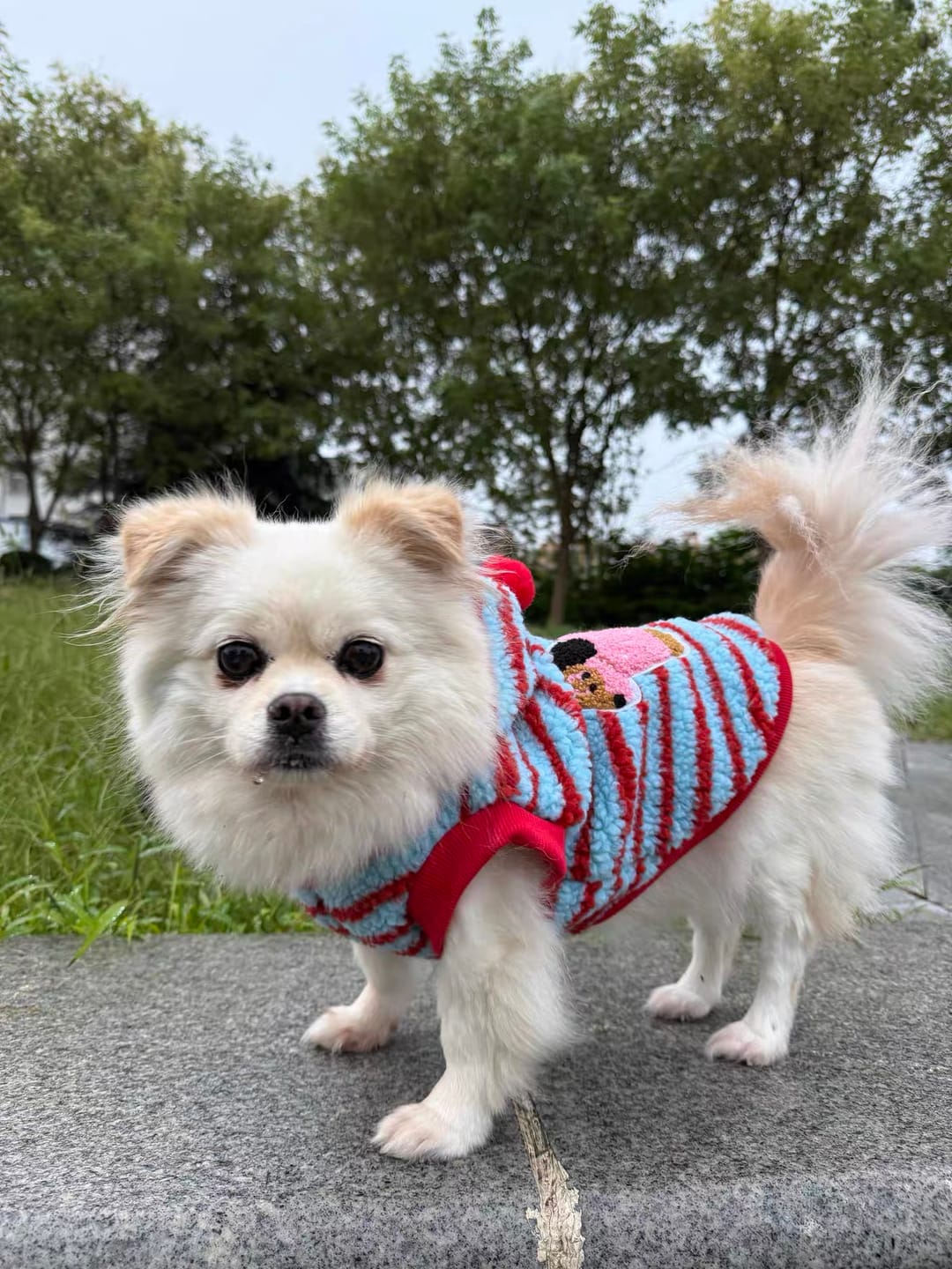 Customer photo review of Fleece Striped Dachshund Dog Cat Harness Hoodie – Warm, stylish, and functional all in one.