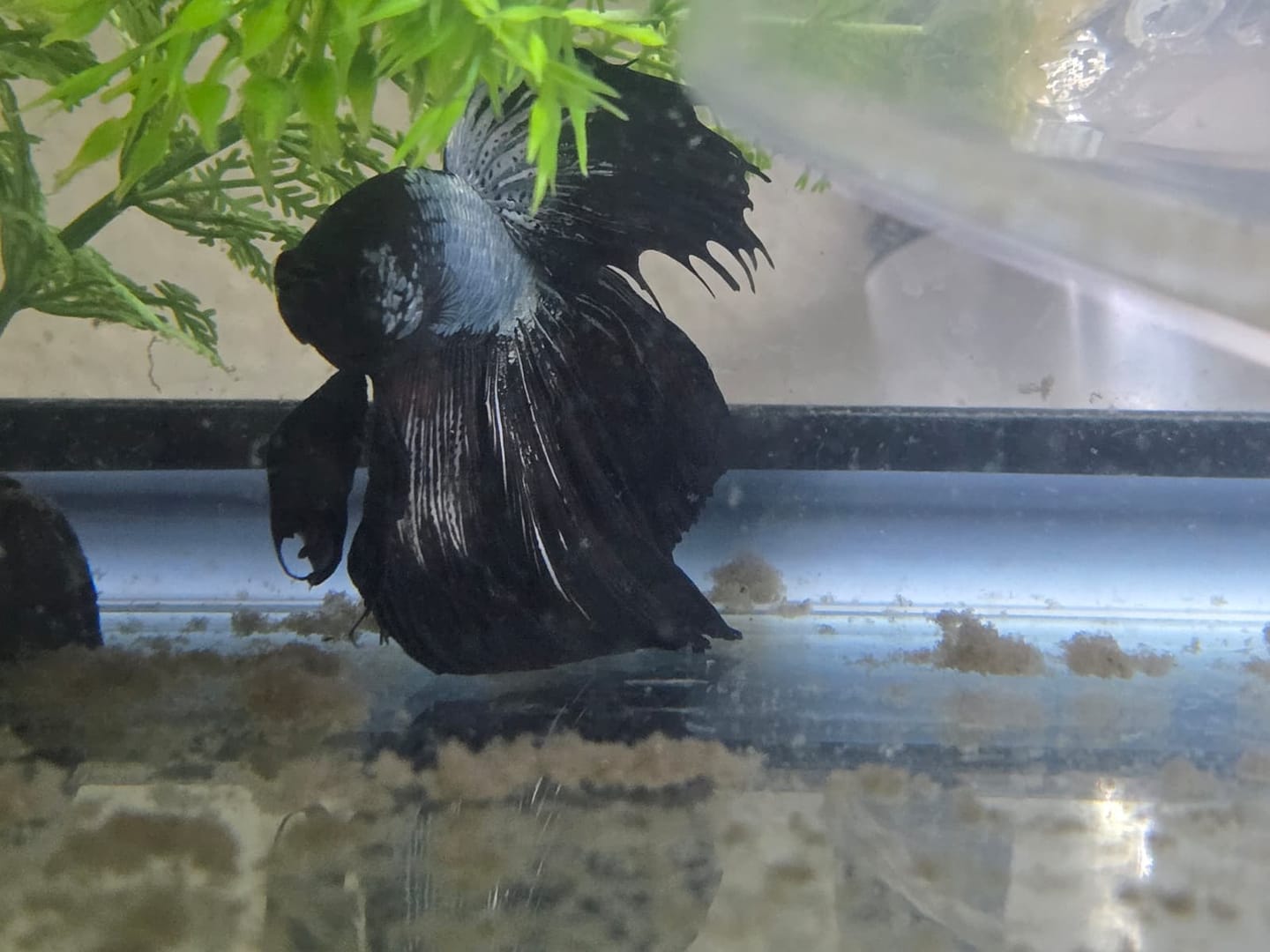 Customer photo review of Black Copper Halfmoon Male Betta Fish