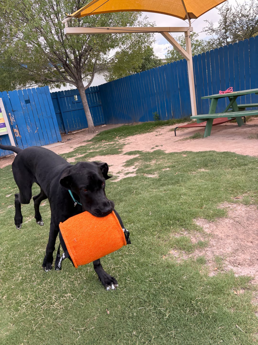 Customer photo review of Big Ass Tug