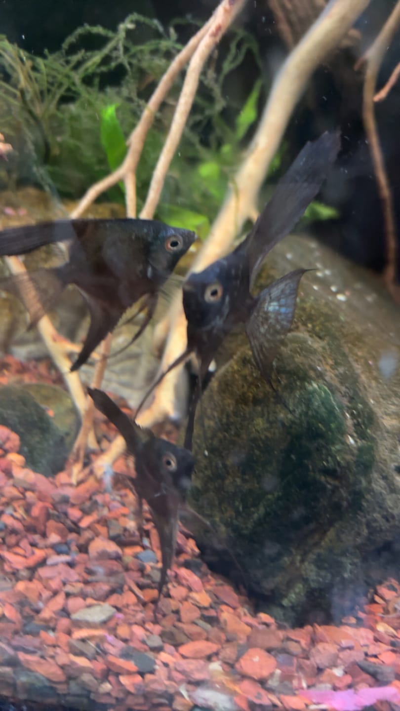 Customer photo review of Live Freshwater Aquarium Pinoy Ghost Angelfish (Our Choice)