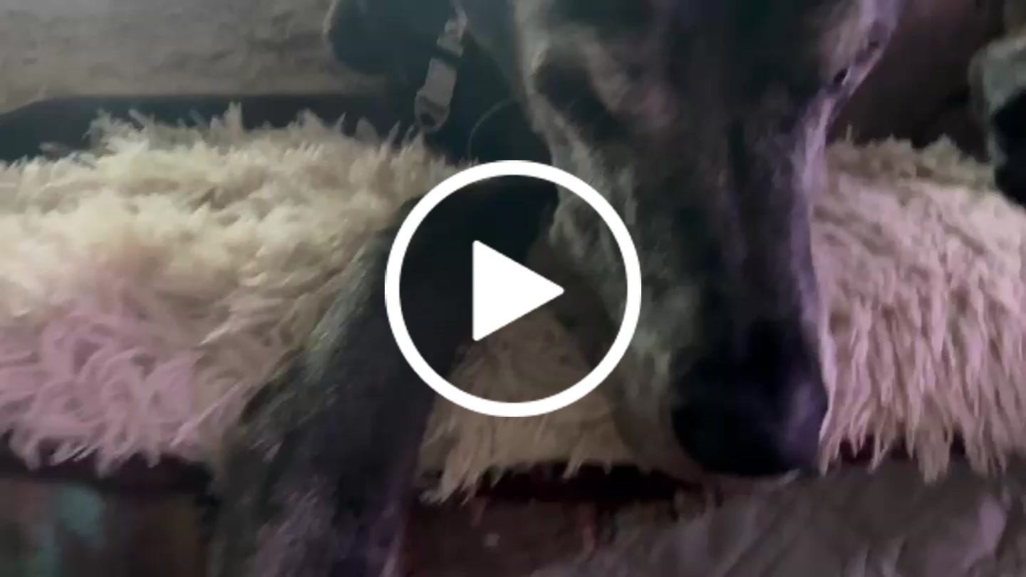 Customer video review of Cobija Impermeable para Perros