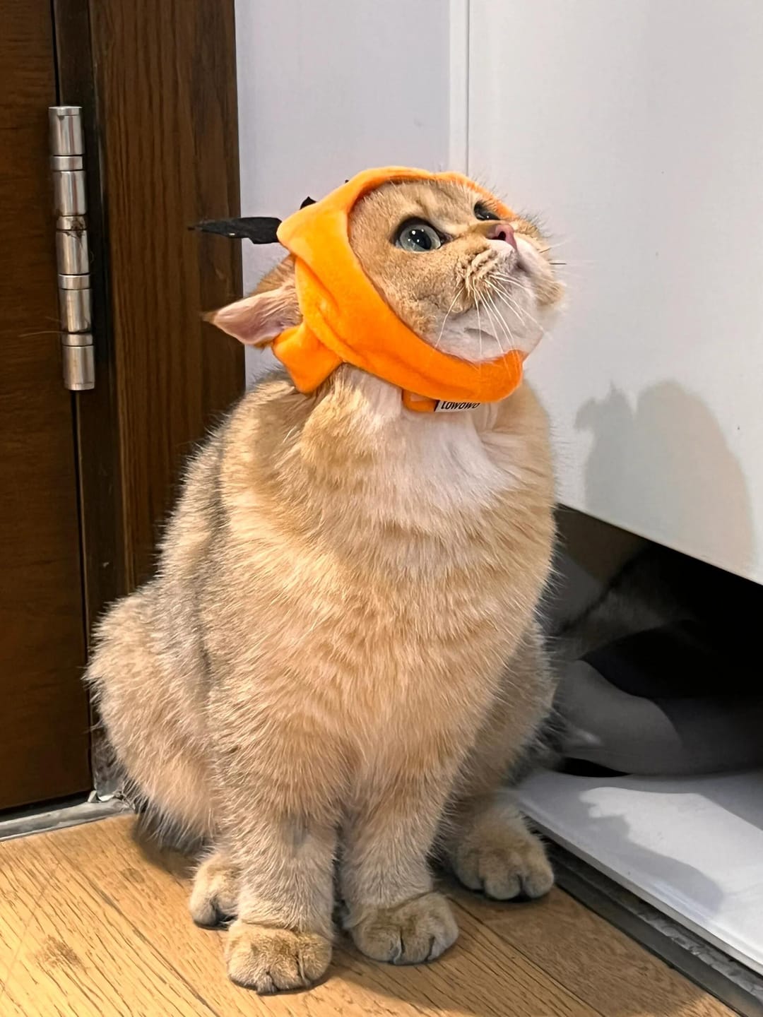 Customer photo review of Halloween Costumes - 1Pcs Adjustable Orange Pumpkin Hat Pet