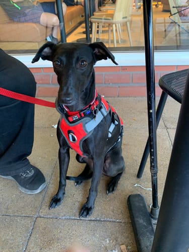 Customer photo review of Escape proof Harness (3 Strap)