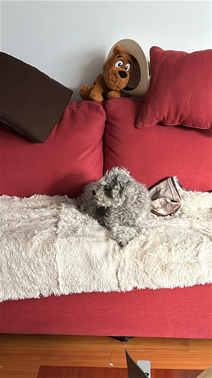 Customer photo review of Cobija Impermeable para Perros