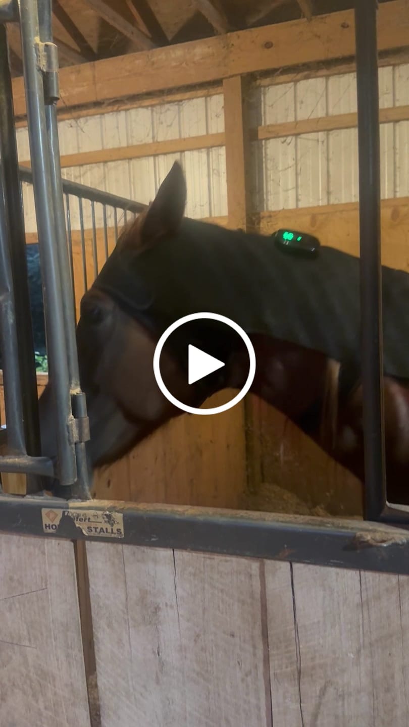 Customer video review of HorseHalo™ HaloHead