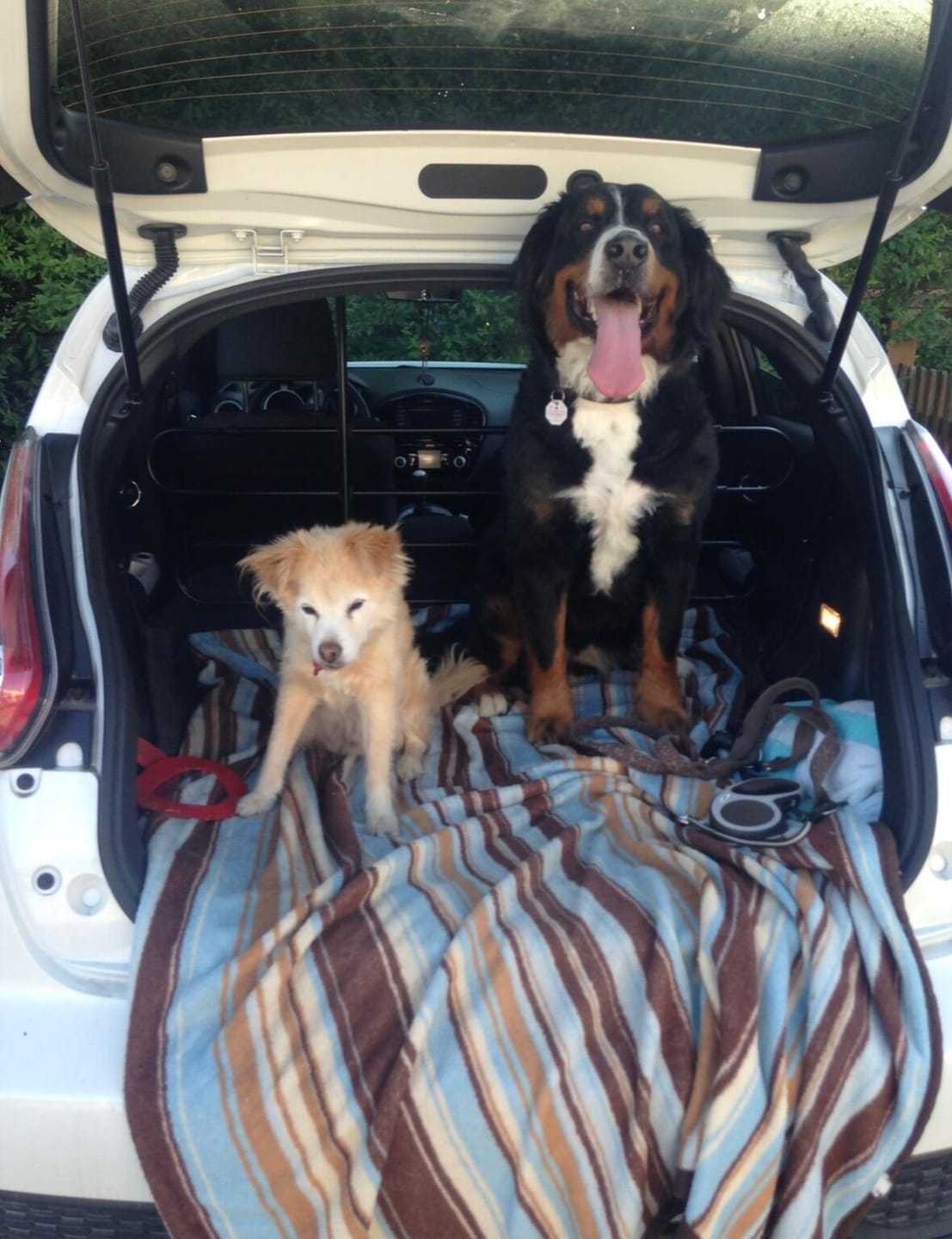 Customer photo review of Mineralien für Hunde ''VitMin''