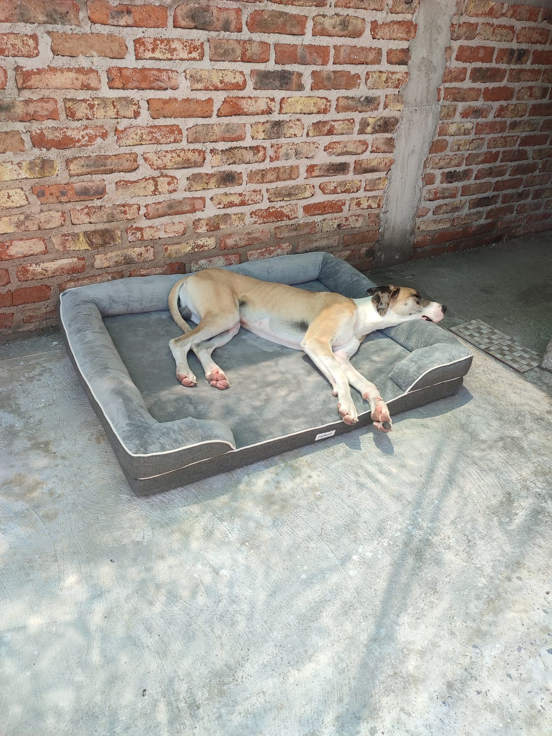 Customer photo review of Cama Ortopédica para Perros
