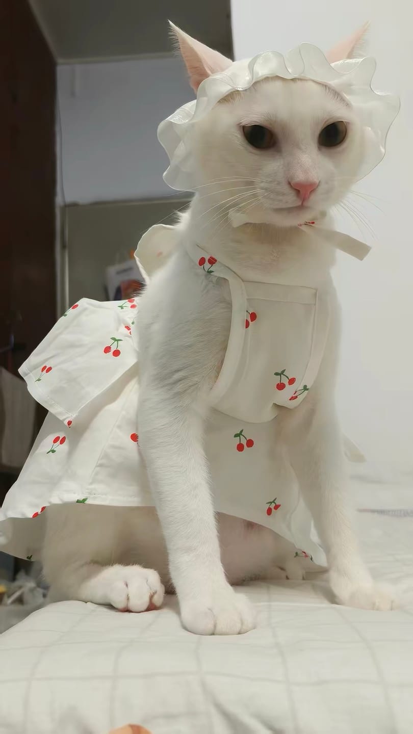 Customer photo review of Cherry Printed Dog Cat Dress With Hat