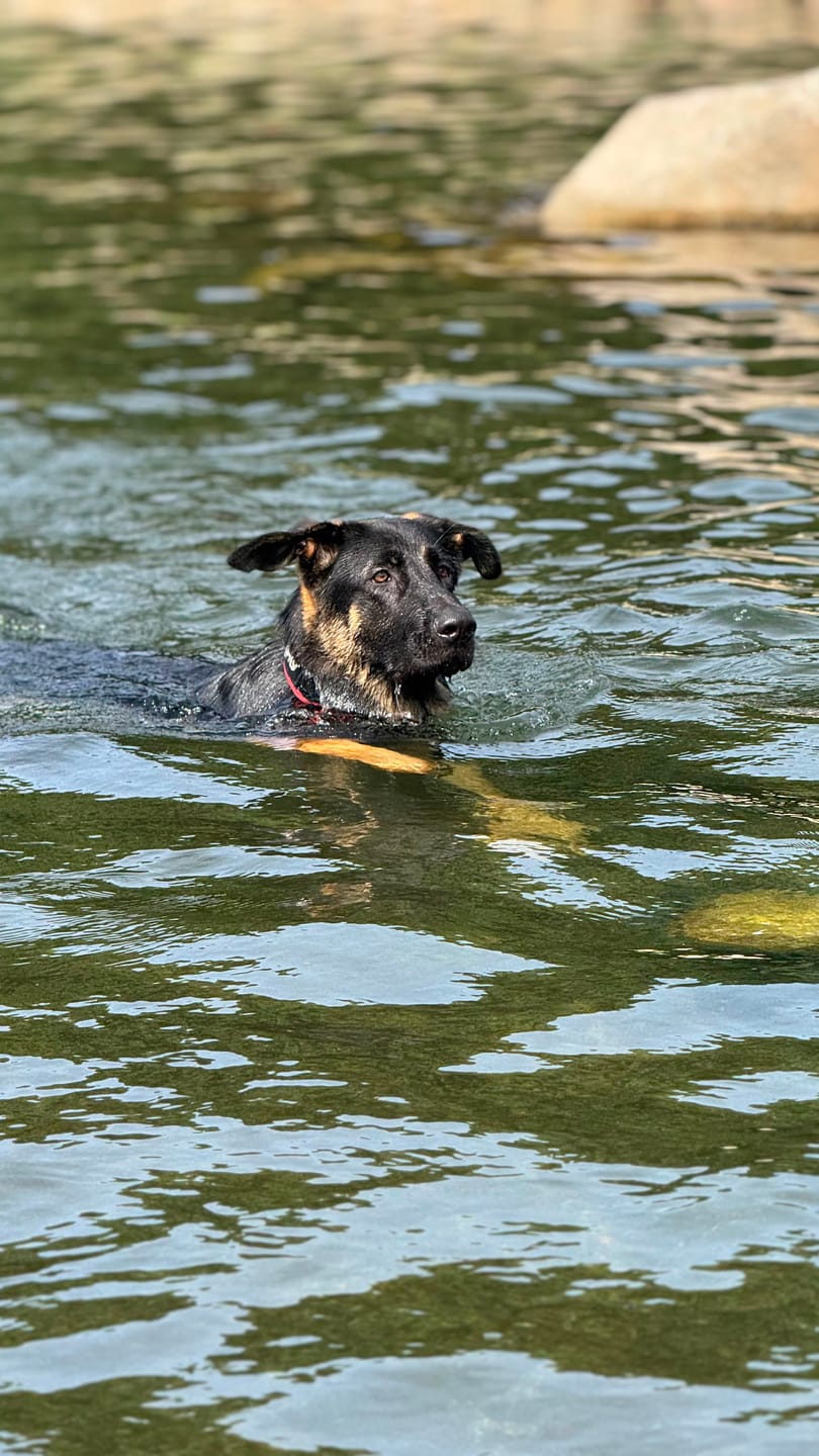 Customer photo review of Grain Free Giant Puppy