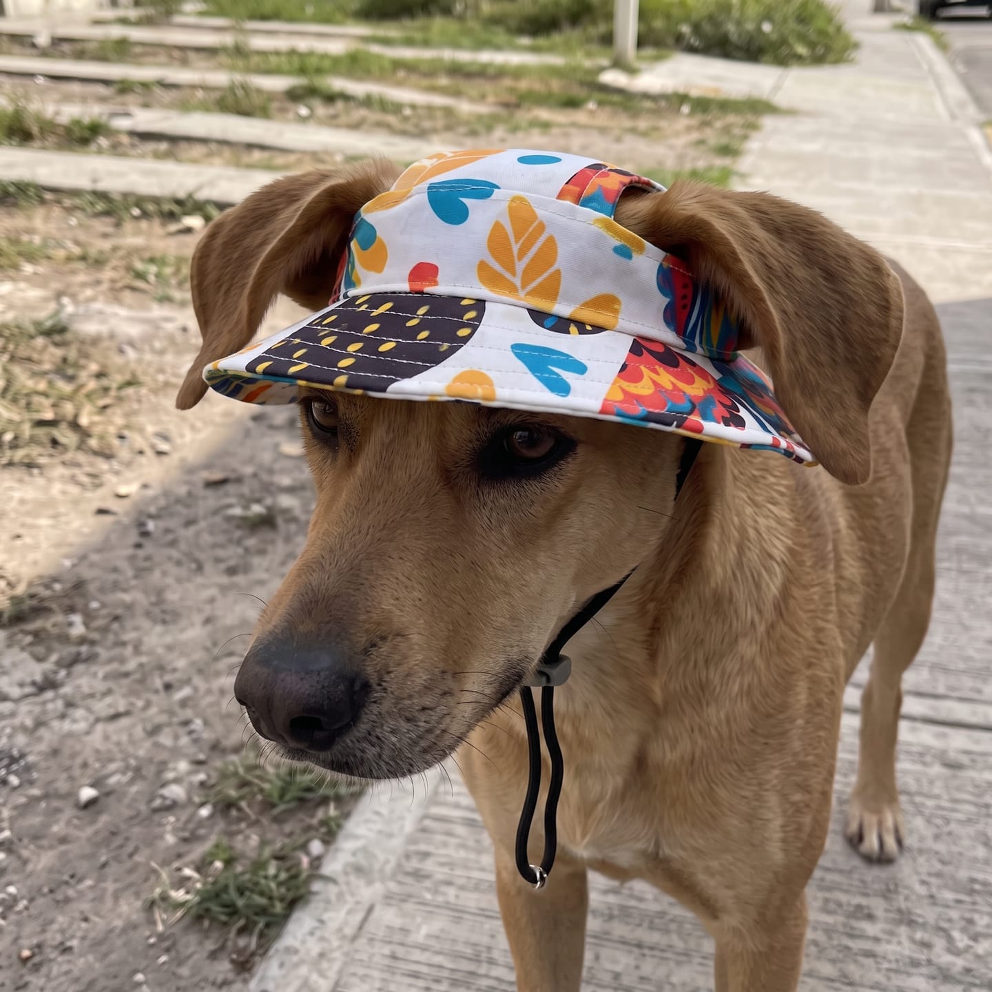 Customer photo review of Hunde-Sonnenhut